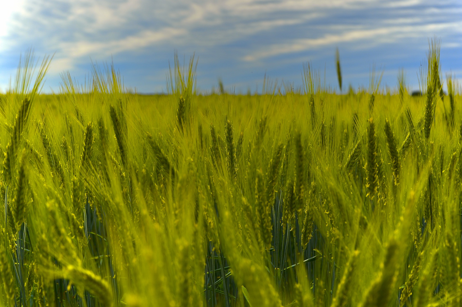 Ein Bild von einem Weizenfeld. Durch die industrielle Landwirtschaft gelangen große Mengen Nitrat in das Grundwasser.